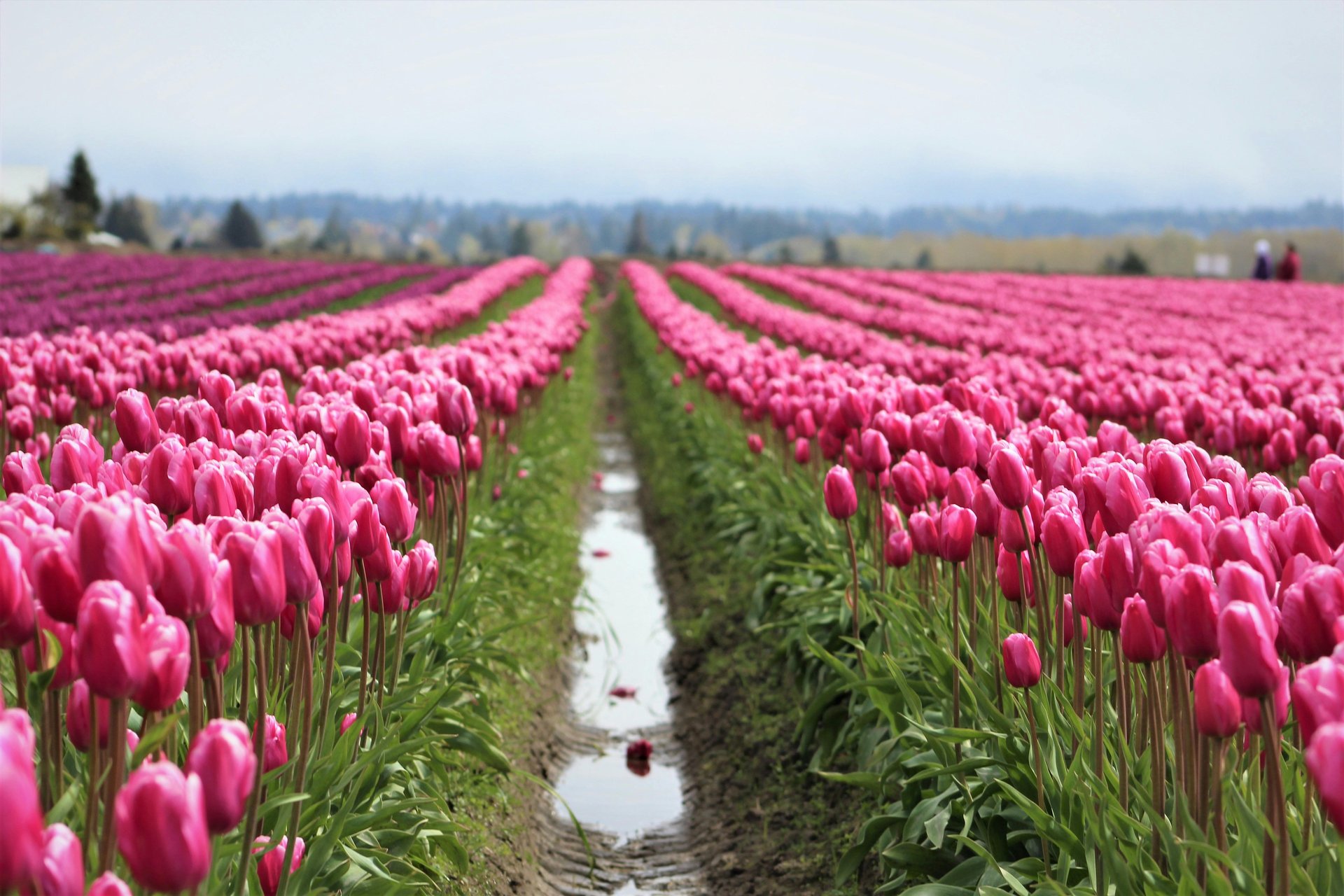 Burlington and Mount Vernon area